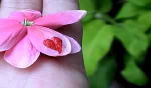 Flower blessed with love